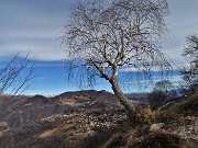 57 Bellissima betulla slanciata su altopiano Selvino-Aviatico e Cornagera-Poieto